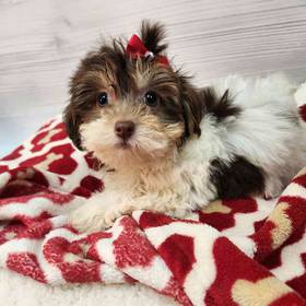 Havanese