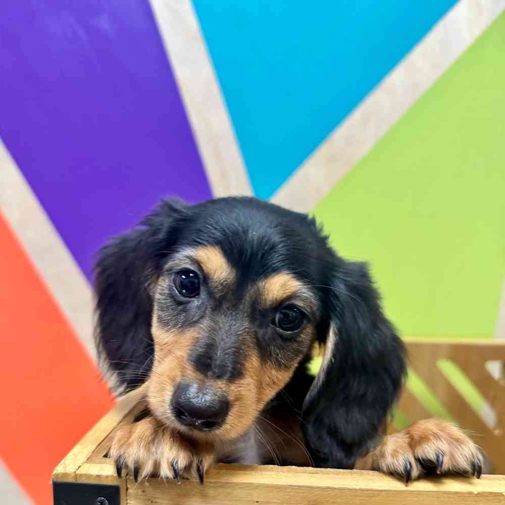 Image of a pet breed in the gallery