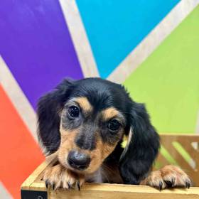 Mini Dachshund
