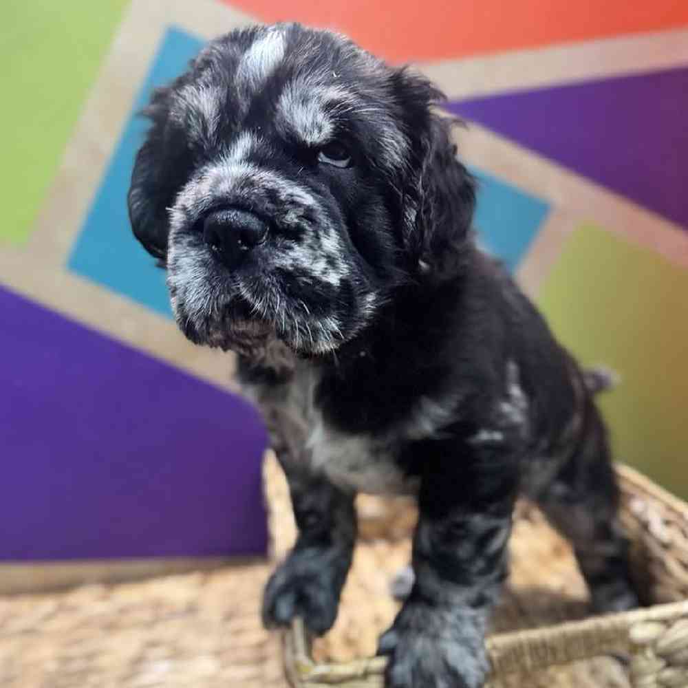 Image of a pet breed in the gallery