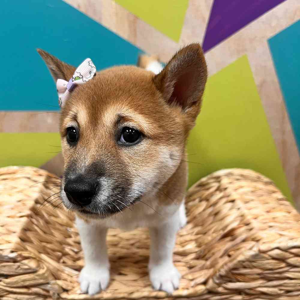 carousel pet images