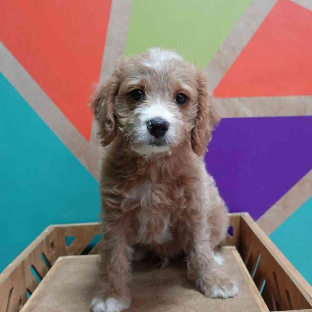 carousel pet images
