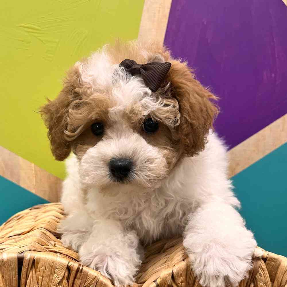 Image of a pet breed in the gallery