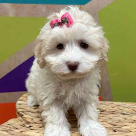 Havanese