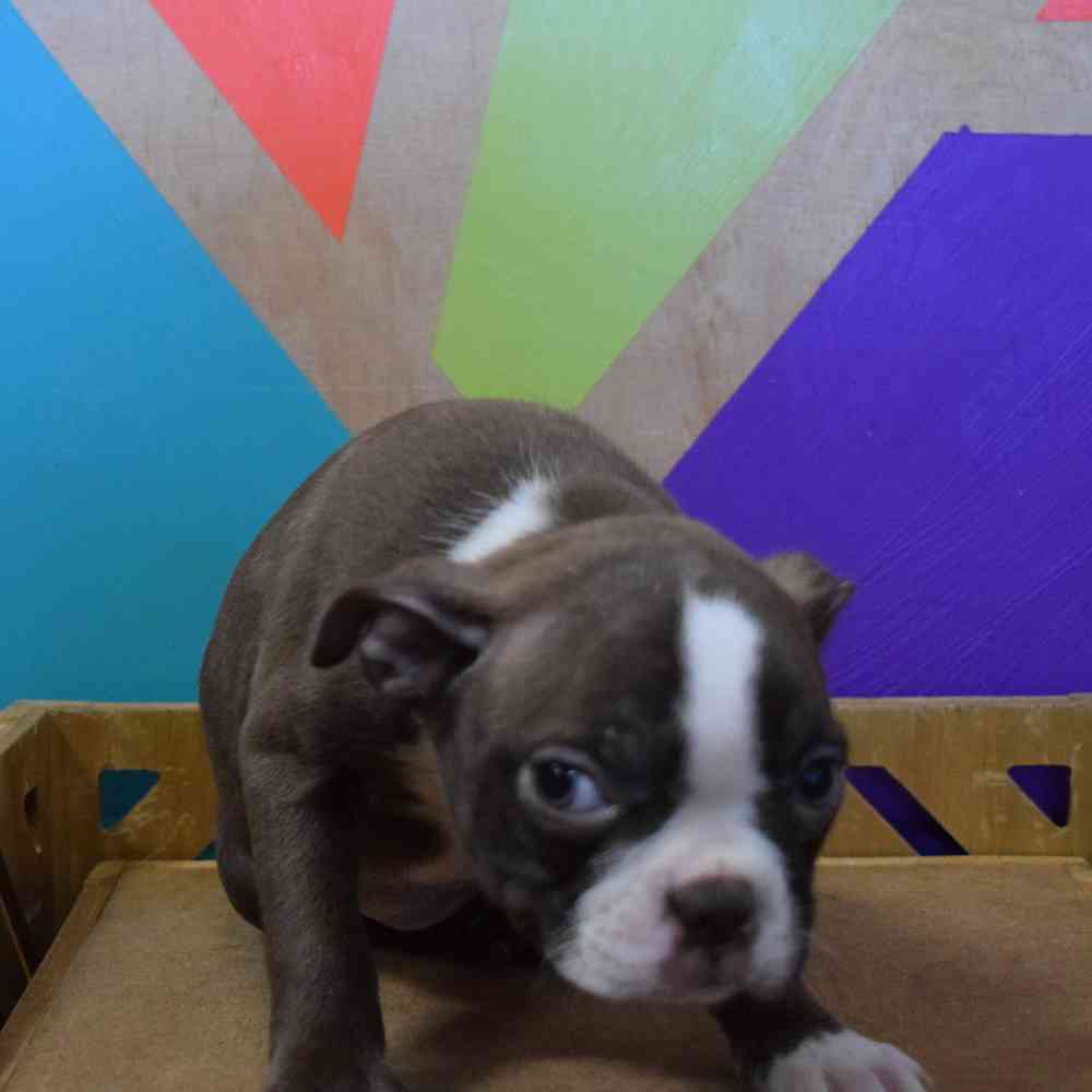 Image of a pet breed in the gallery