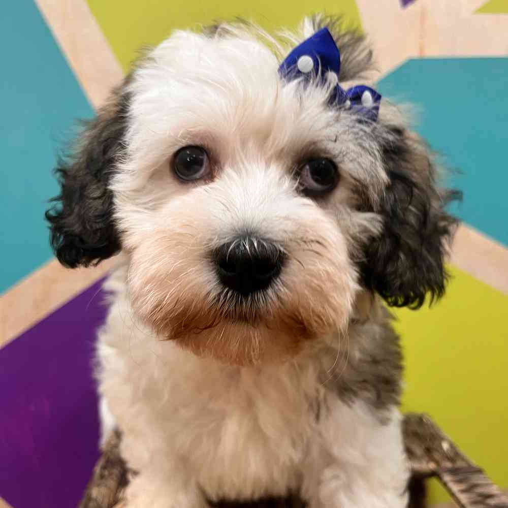 carousel pet images