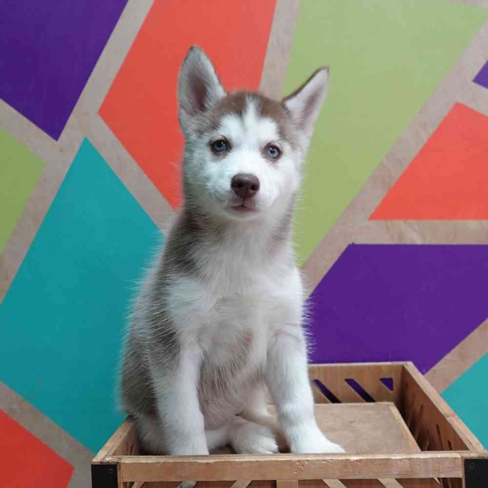 carousel pet images