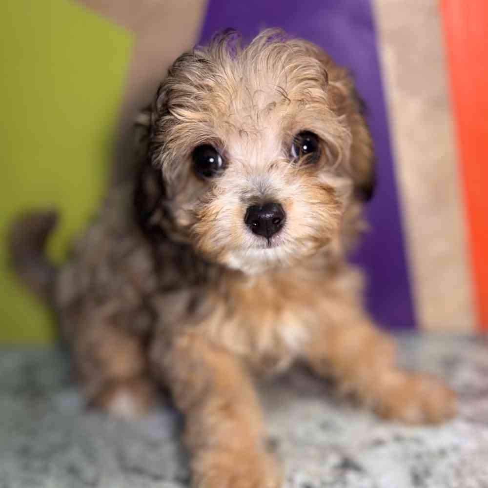 Image of a pet breed in the gallery