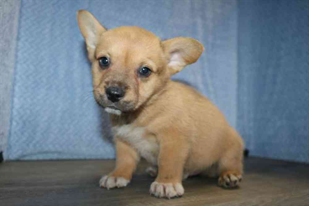Image of a pet breed in the gallery