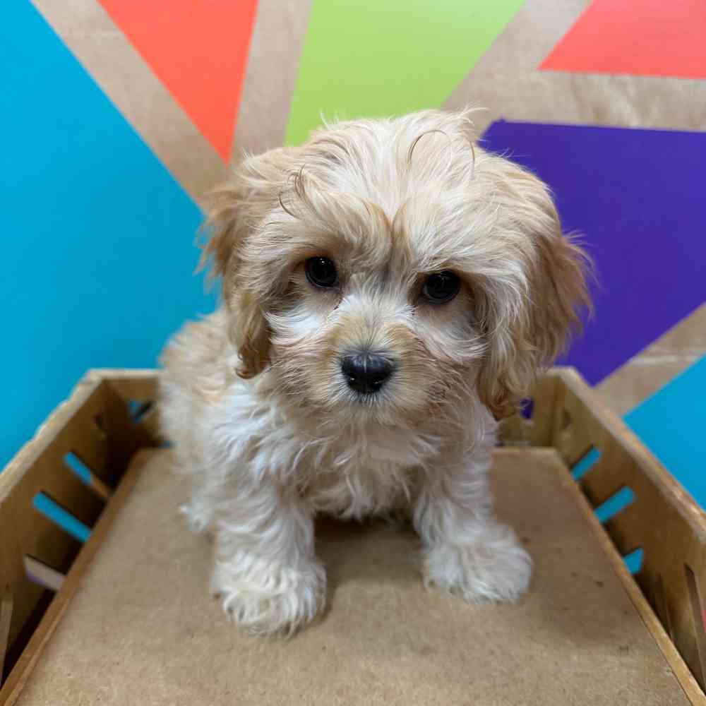Image of a pet breed in the gallery