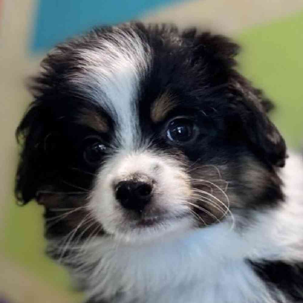 Image of a pet breed in the gallery