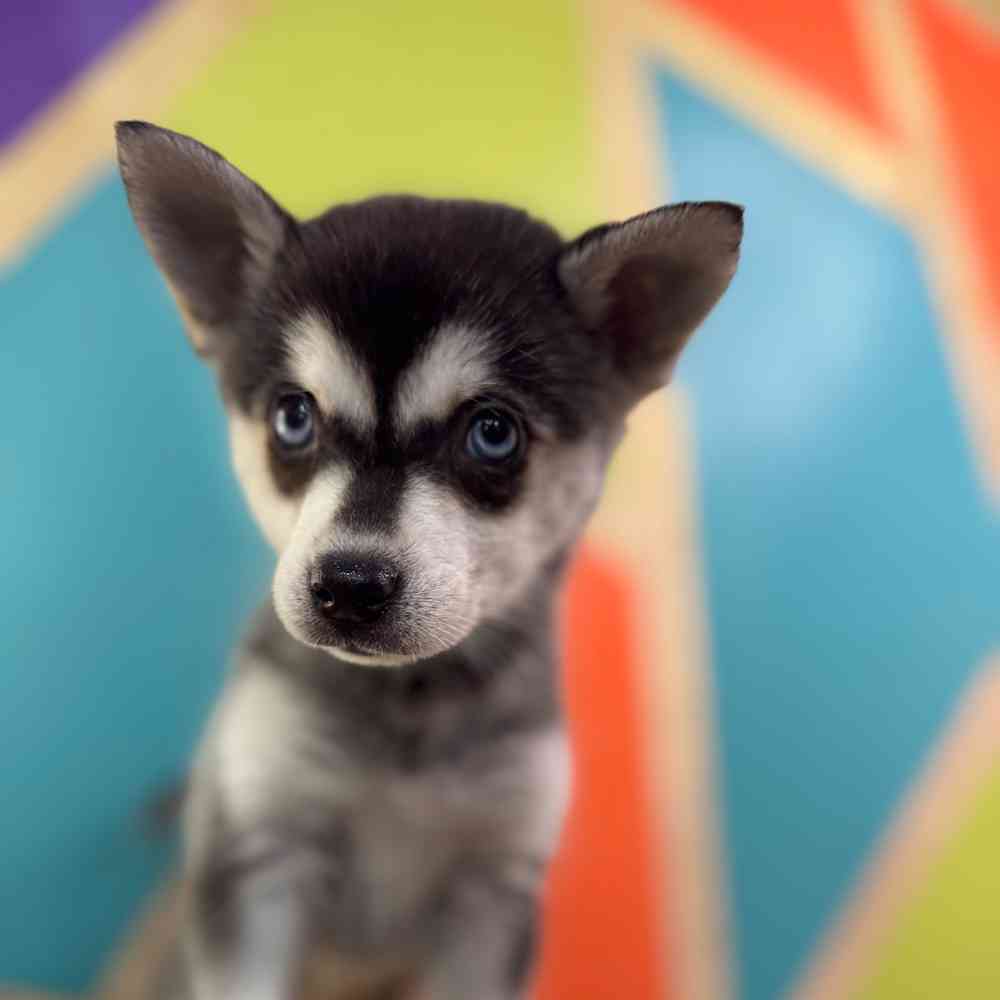 carousel pet images