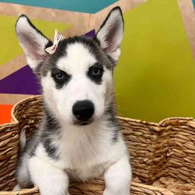 Siberian Husky