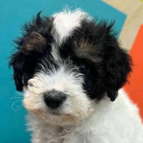F1b Mini BerneDoodle