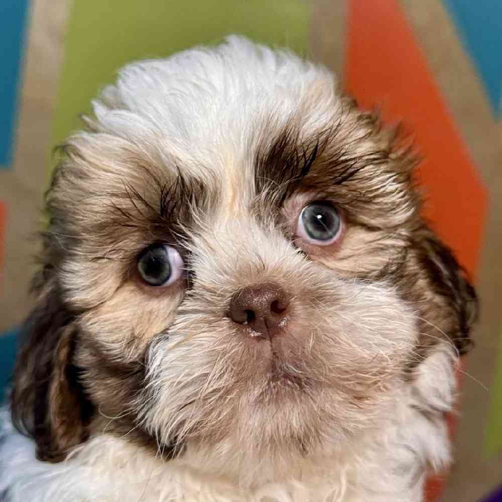 carousel pet images