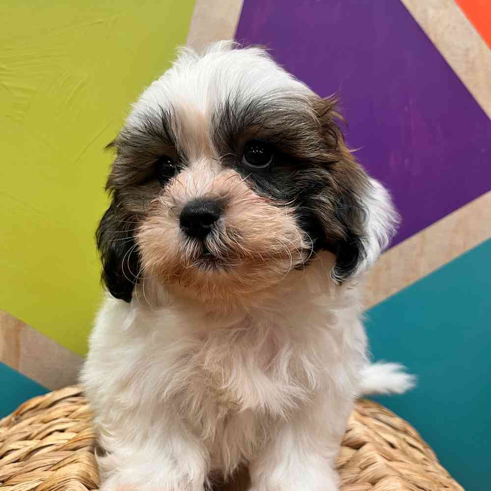 carousel pet images