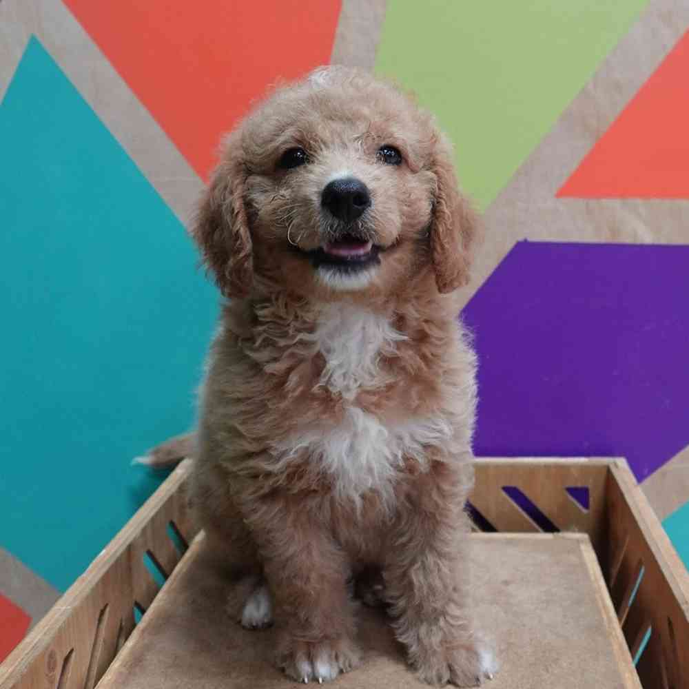carousel pet images