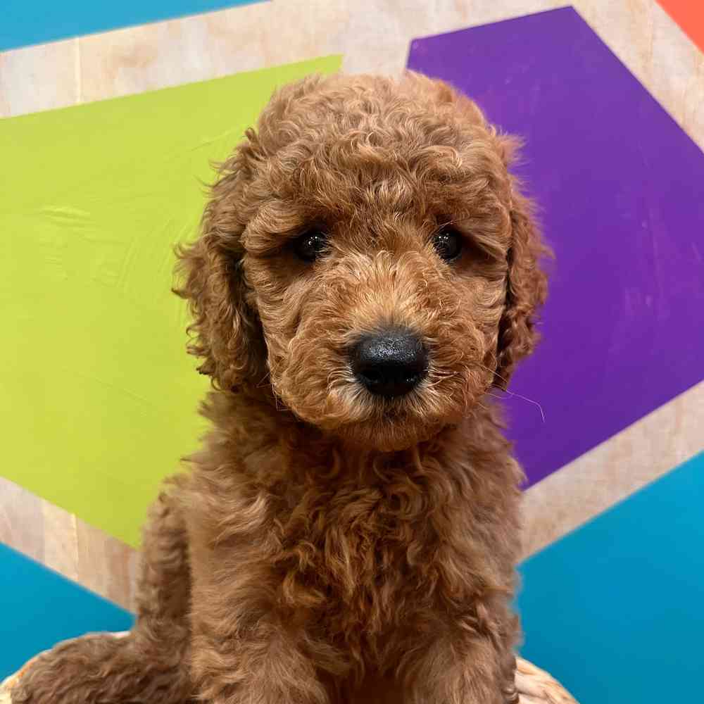 Image of a pet breed in the gallery