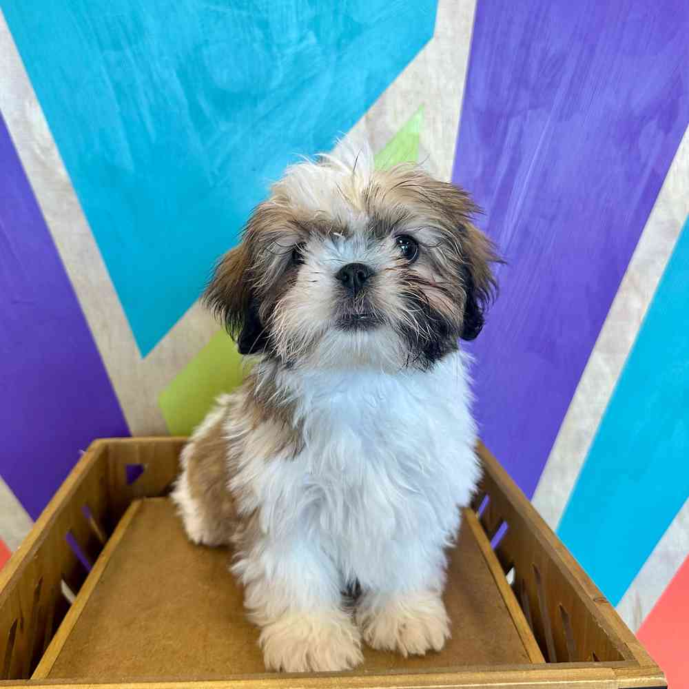 carousel pet images