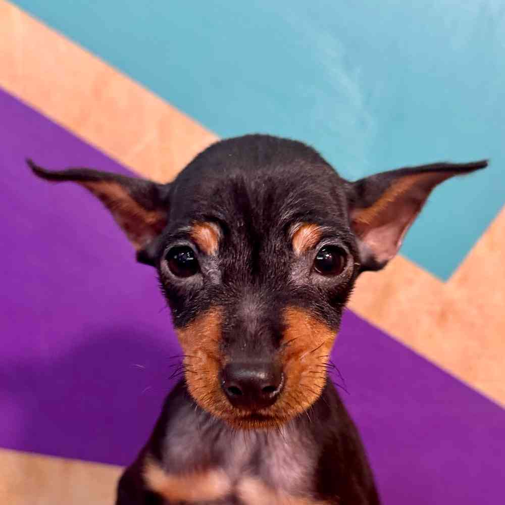 Image of a pet breed in the gallery