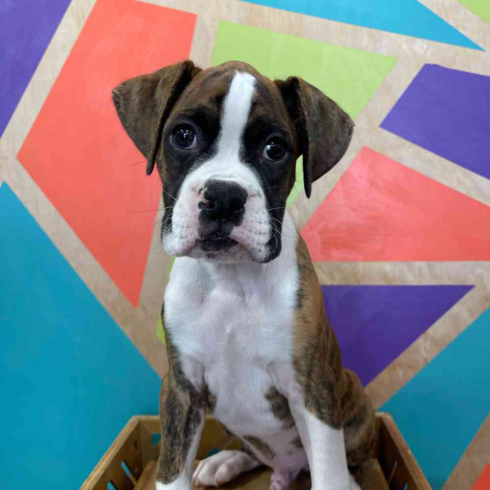 Image of a pet breed in the gallery