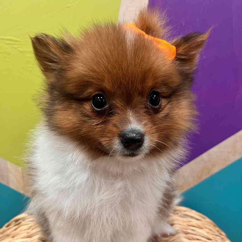 carousel pet images
