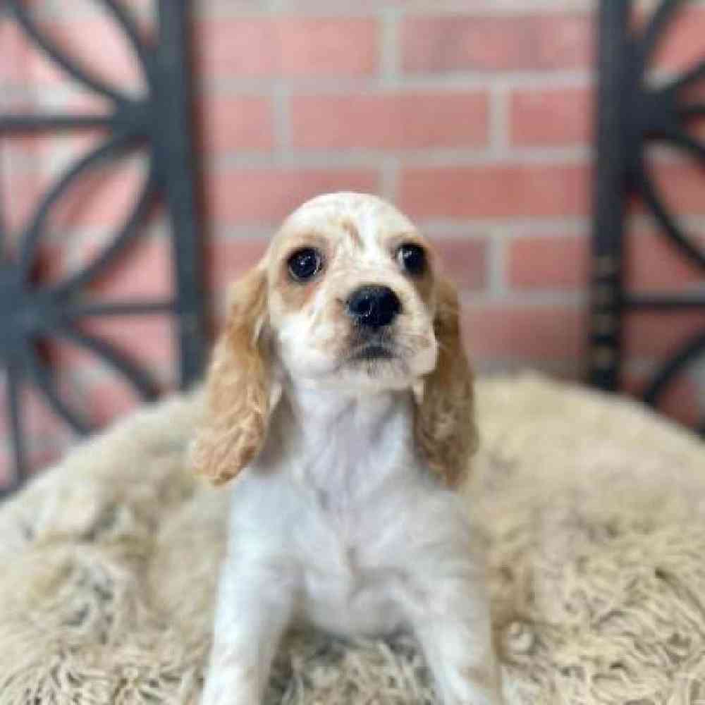 Female Cocker Spaniel Puppy for Sale in Rogers, AR
