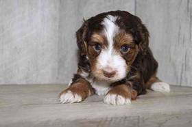 Yorkie-Poo