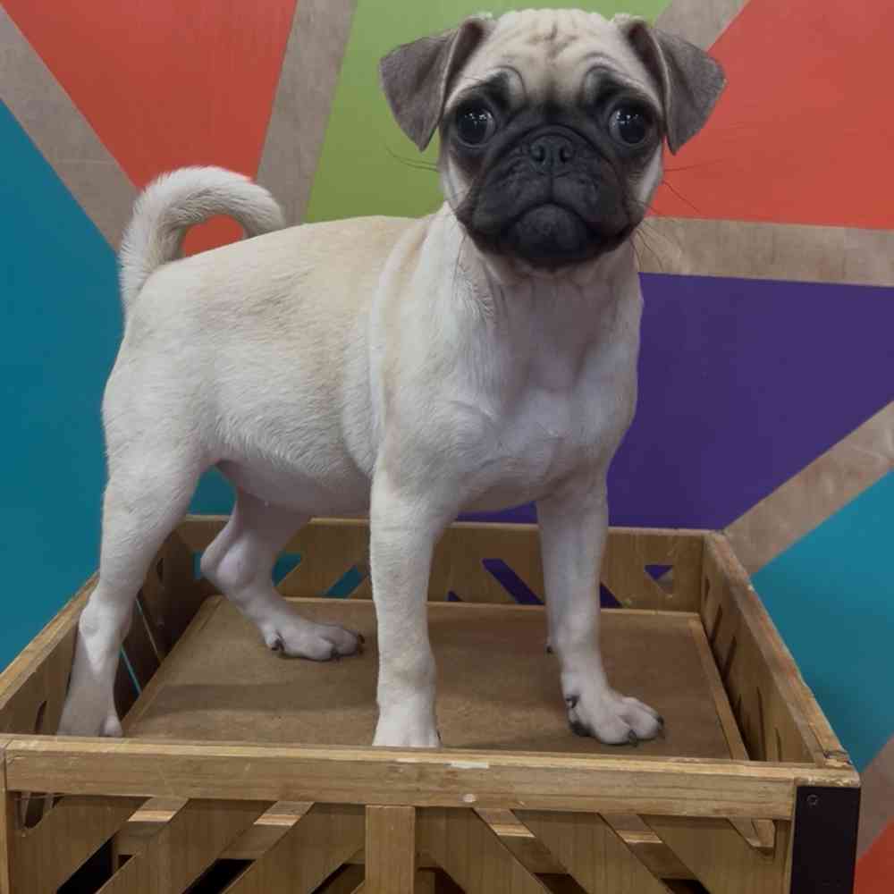 Image of a pet breed in the gallery