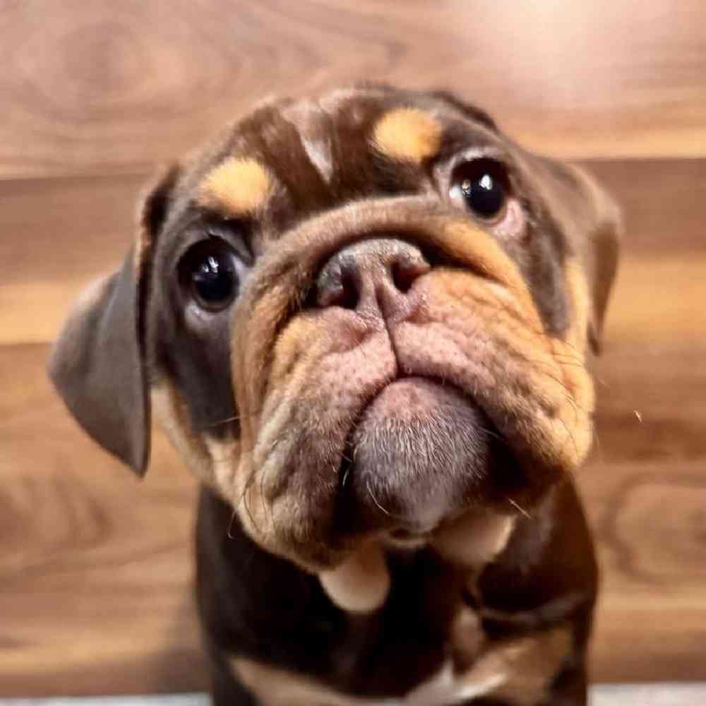carousel pet images