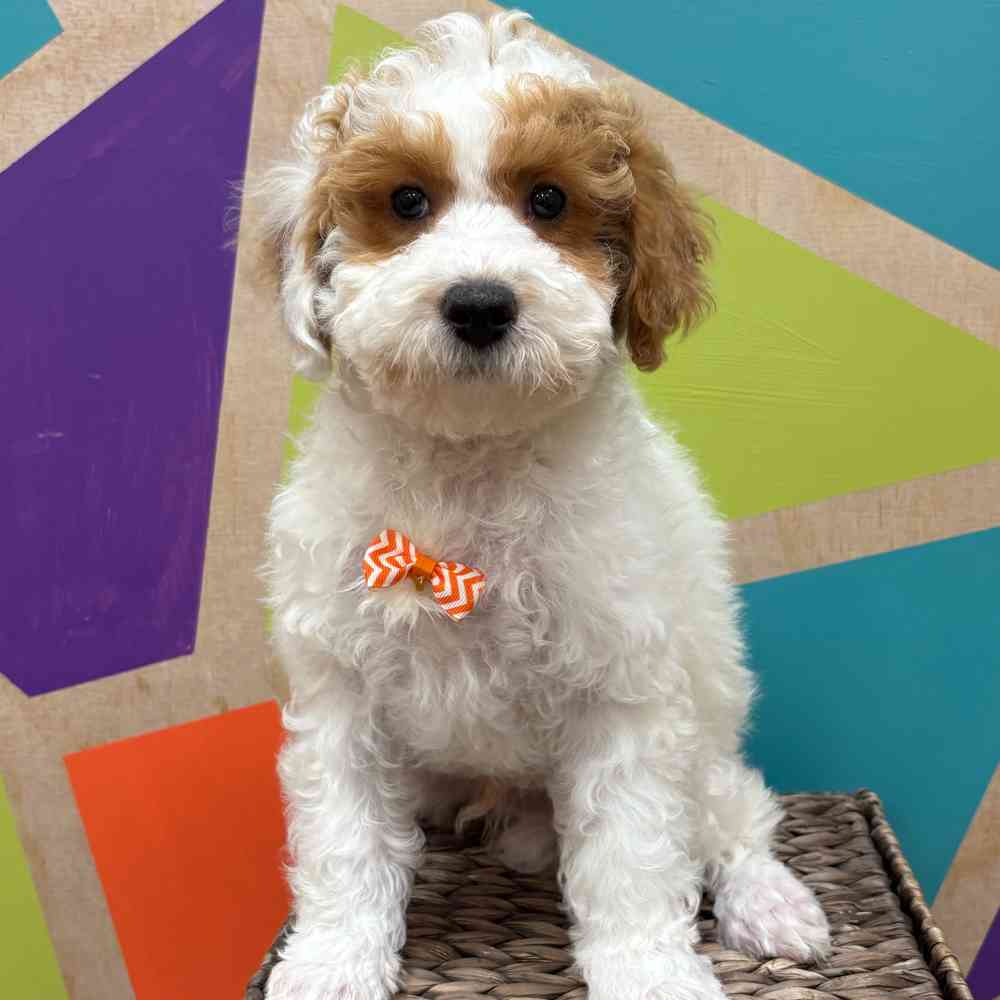 carousel pet images