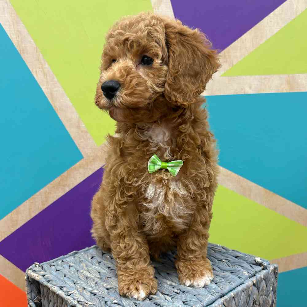 carousel pet images