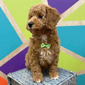 BichonPoo