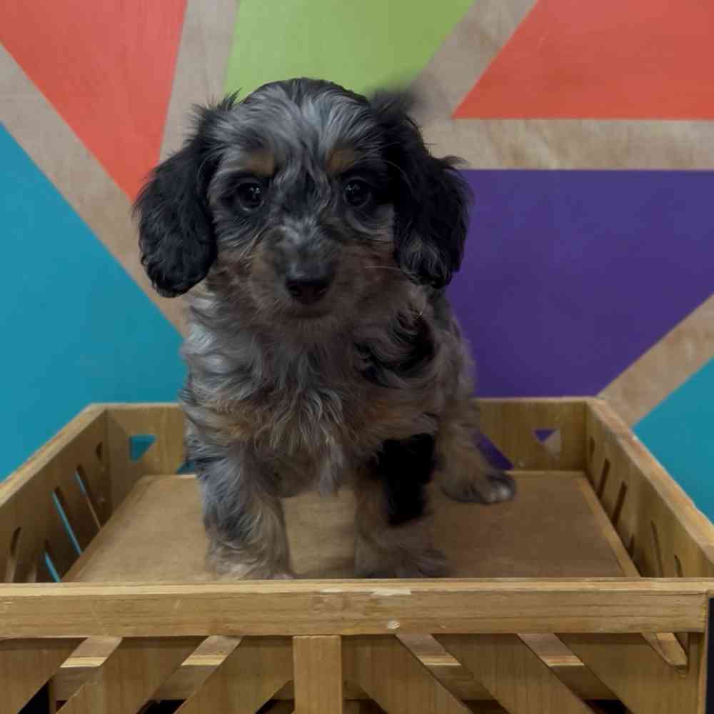 carousel pet images