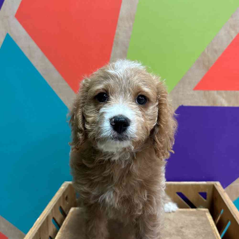 carousel pet images