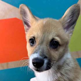 Pembroke Welsh Corgi