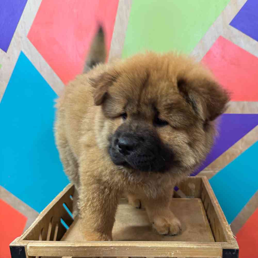 Image of a pet breed in the gallery