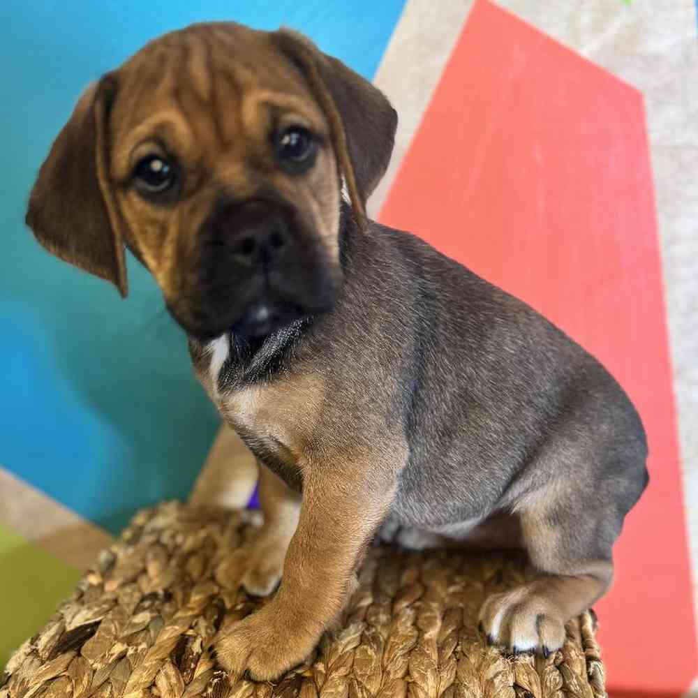 carousel pet images
