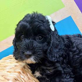 Cavapoo