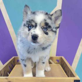 Pomsky