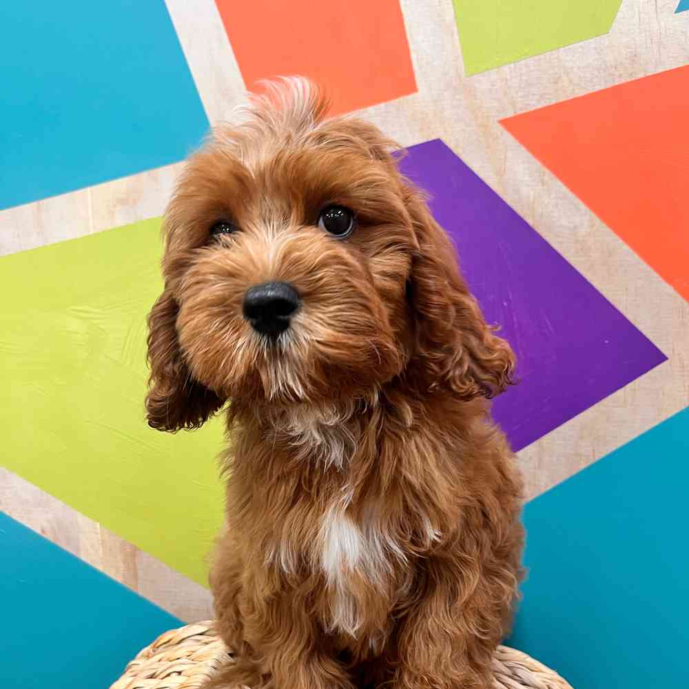 carousel pet images