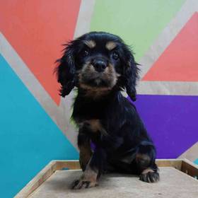 Cavalier King Charles Spaniel