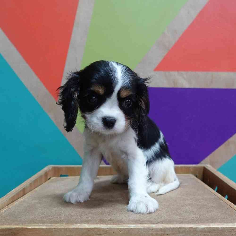 carousel pet images