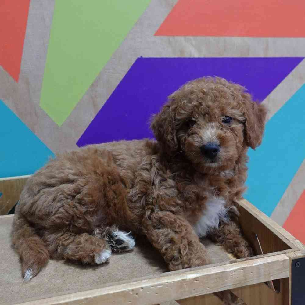 carousel pet images