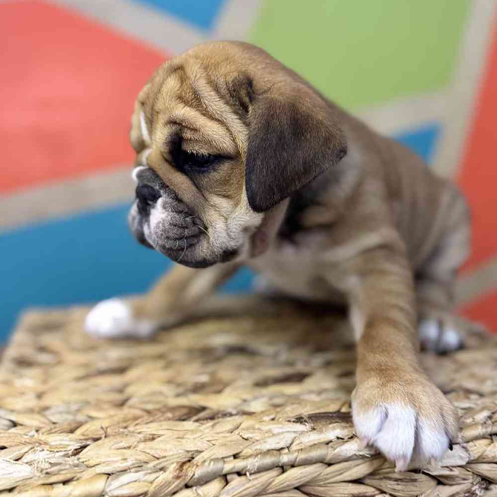 carousel pet images