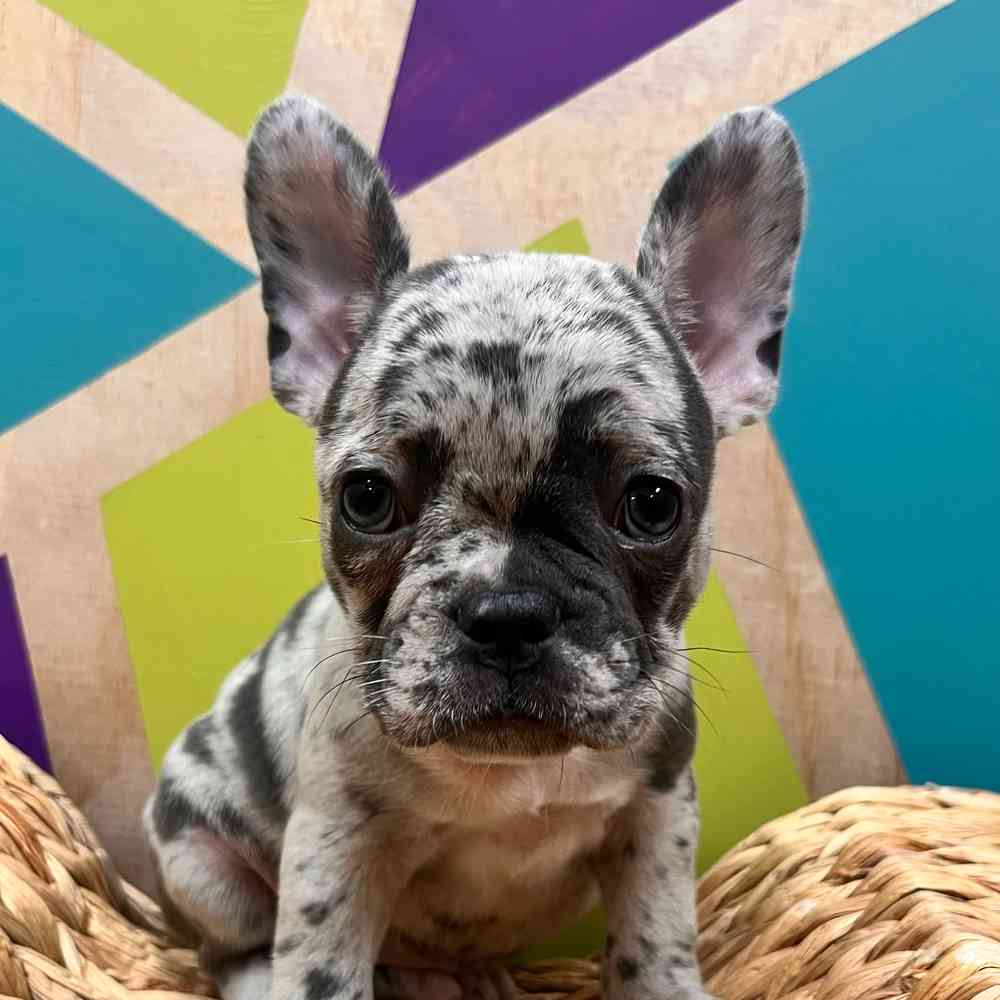 carousel pet images