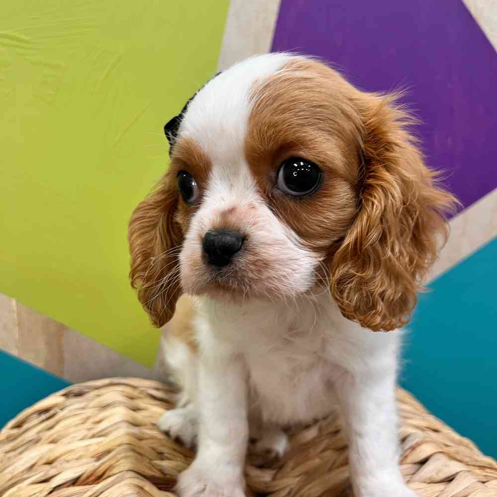 carousel pet images