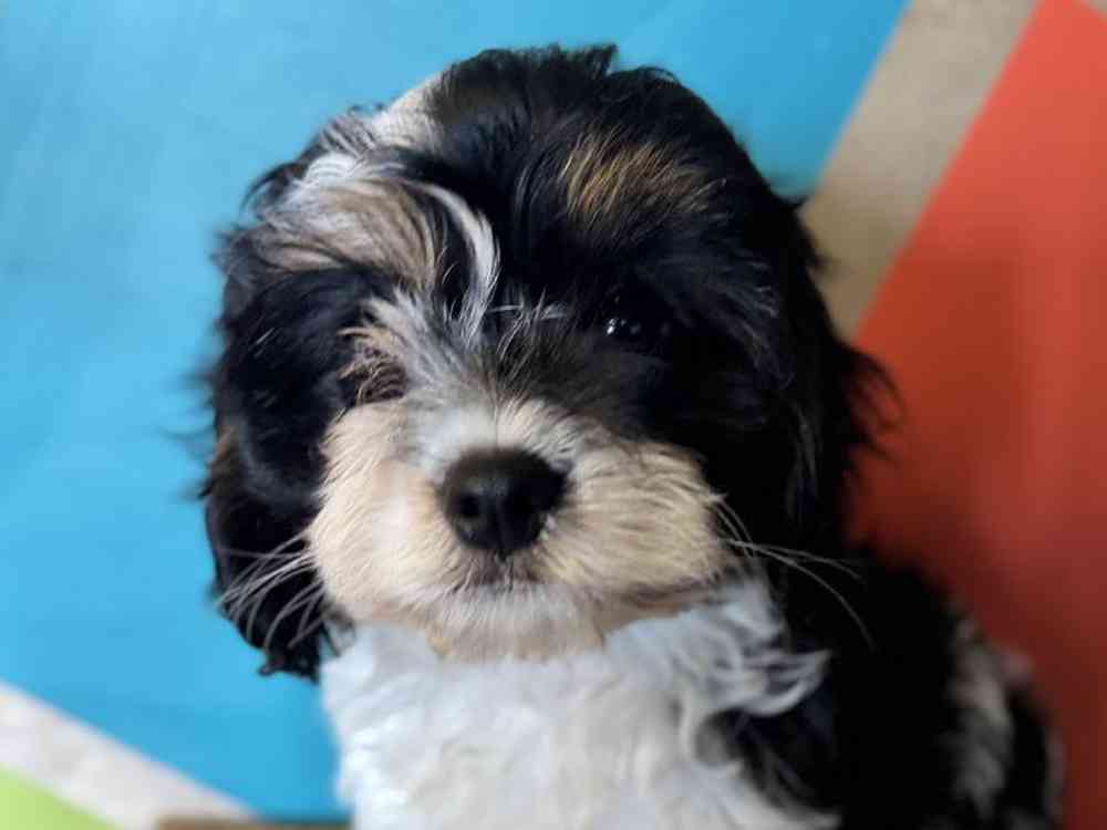 carousel pet images