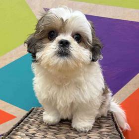 Teddy Bear