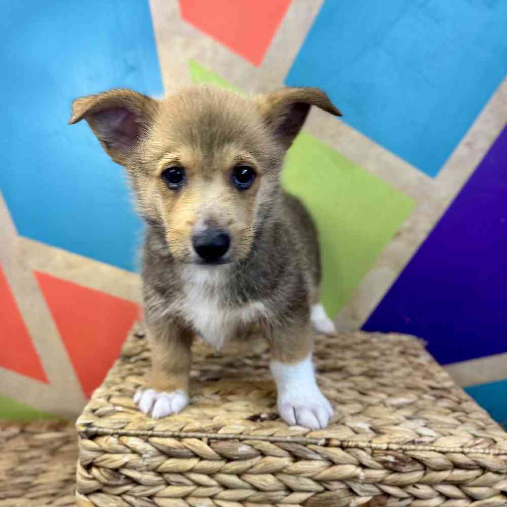 carousel pet images